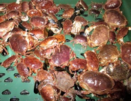 Juvenile crab found on one mussel rope (Image: John Holmyard)